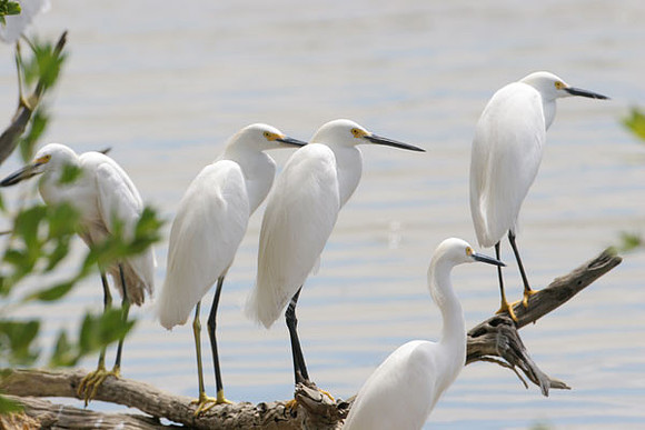 Snowy Egret (Egretta thula)