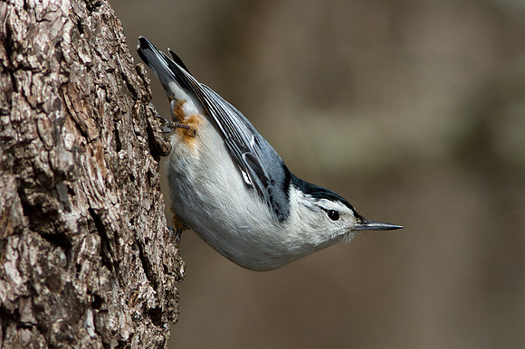 White-breasted Nuthatch (Sitta carolinensis)