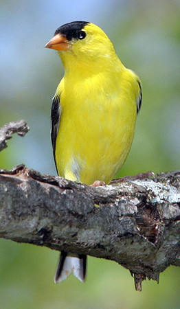 American Goldfinch (Carduelis tristis) male