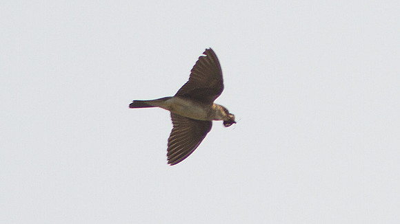 Southern Rough-winged Swallow (Stelgidopteryx ruficollis)