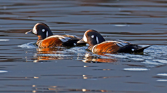 Harlequin Duck (Histrionicus histrionicus)