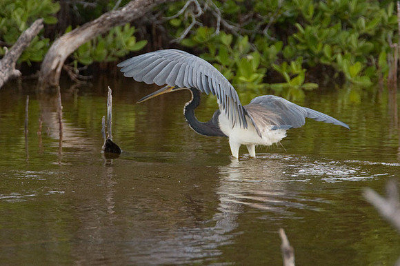 Tricolored Heron (Egretta tricolor)