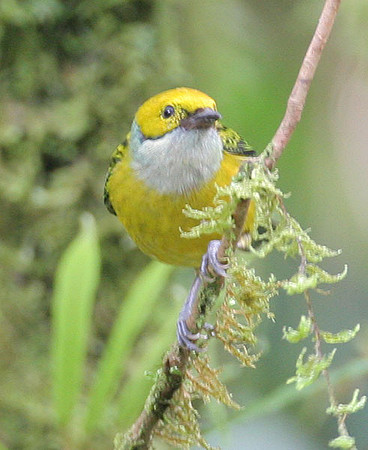 Silver-throated Tanager (Tangara icterocephala)