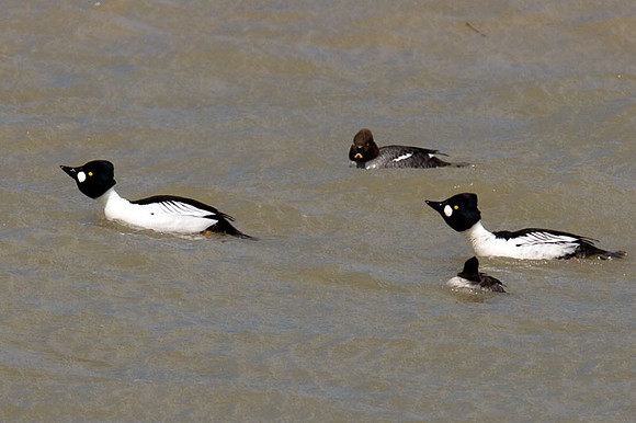 Common Goldeneye (Bucephala clangula)
