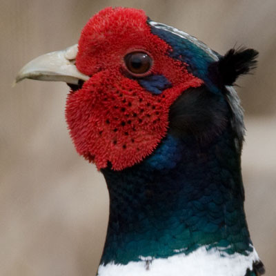 Ring-necked Pheasant (Phasianus colchicus) cock