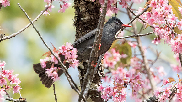 Black bulbul (Hypsipetes leucocephalus)