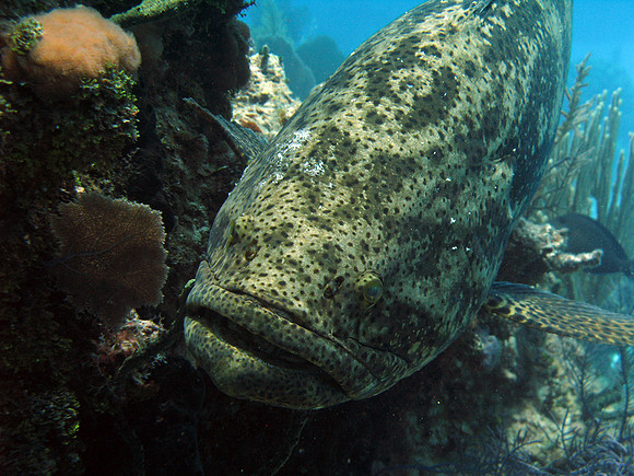 Atlantic Goliath Grouper (Epinephelus itajara) also known as Itajara