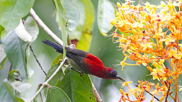 Eastern Crimson Sunbird (Aethopyga siparaja)