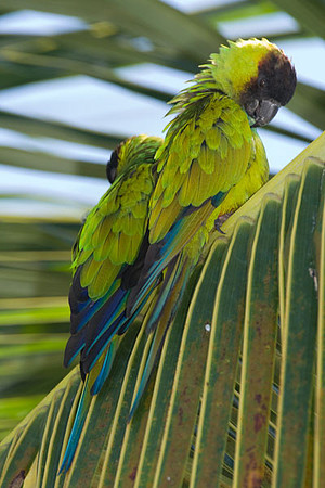 Nanday Parakeet (Nandayus nenday) also known as the Black-hooded Parakeet or Nanday Conure