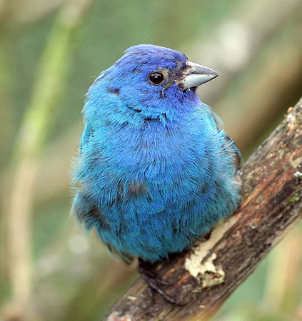 Indigo Bunting (Passerina cyanea)