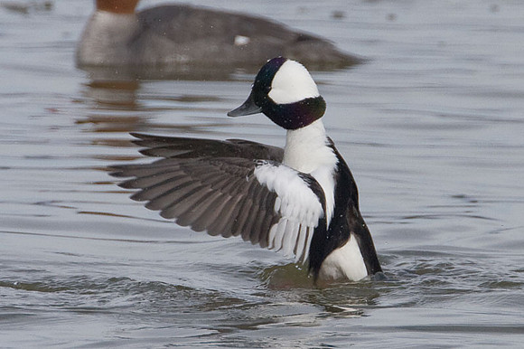 Bufflehead (Bucephala albeola)