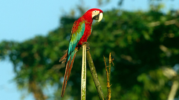 Red-and-green Macaw (Ara chloropterus)