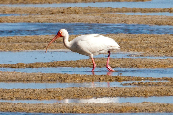 American White Ibis (Eudocimus albus)