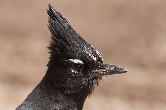 Steller's Jay (Cyanocitta stelleri)