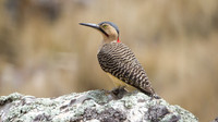 Andean Flicker (Colaptes rupicola)