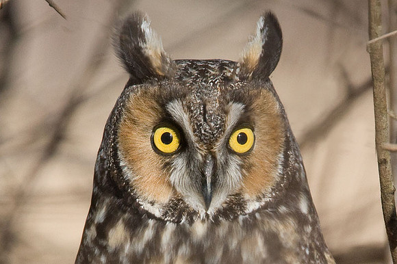 Long-eared Owl (Asio otus)