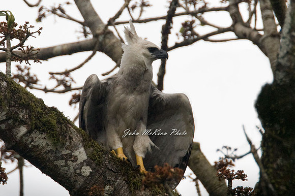 Harpy Eagle (Harpia harpyja)