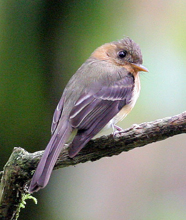 Northern Tufted Flycatcher (Mitrephanes phaeocercus)