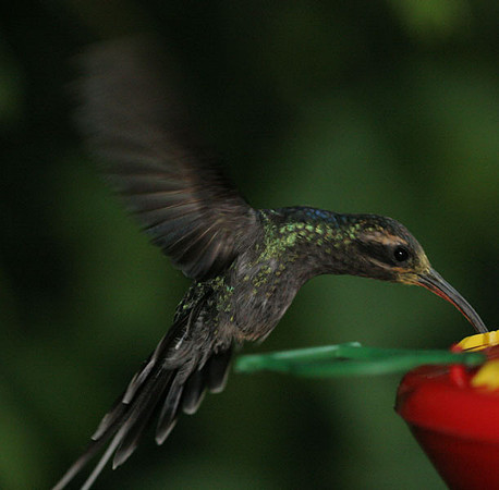 Green Hermit (Phaethornis guy) male