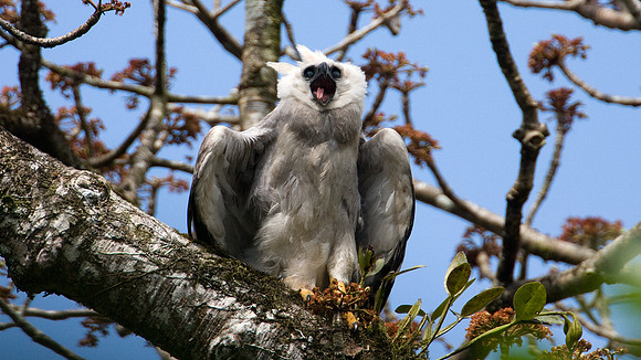 Harpy Eagle (Harpia harpyja) juvenile