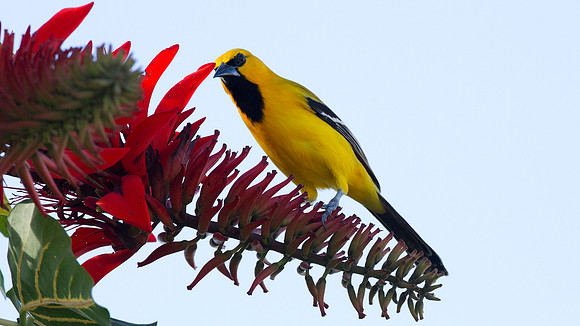 Yellow Oriole (Icterus nigrogularis)