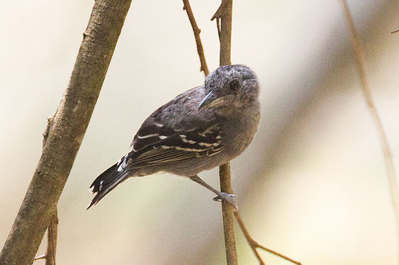 Western Slaty-Antshrike (Thamnophilus atrinucha)