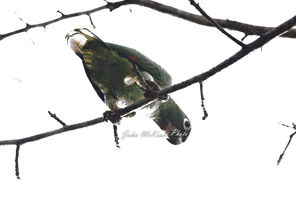 Mealy Parrot (Amazona farinosa) also known as Mealy Amazon