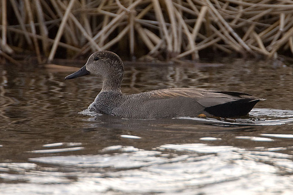 Gadwall (Anas strepera)