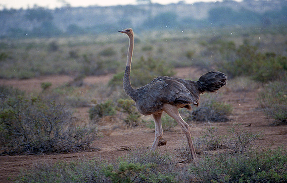 Common Ostrich (Struthio camelus)