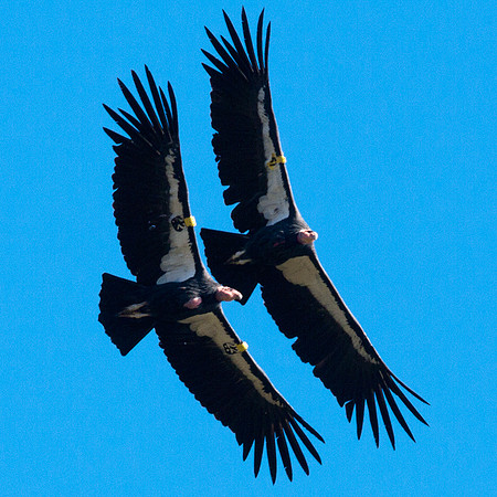 California Condor (Gymnogyps californianus)