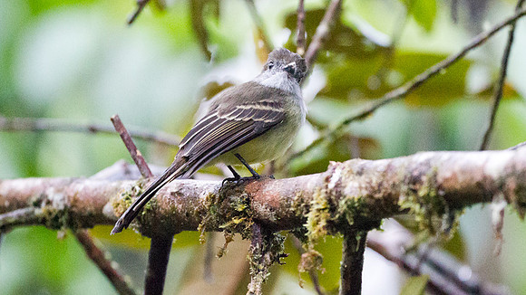 Pale-edged Flycatcher (Myiarchus cephalotes)