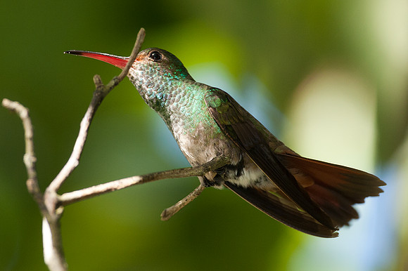Rufous-tailed Hummingbird (Amazilia tzacatl)