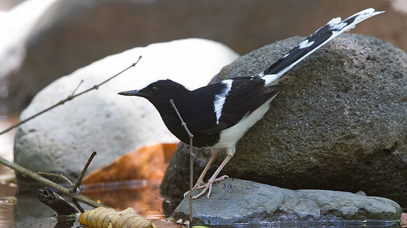 White-crowned forktail (Enicurus leschenaulti)