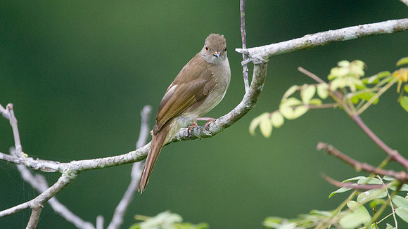 ?Red-eyed Bulbul (Pycnonotus brunneus)?