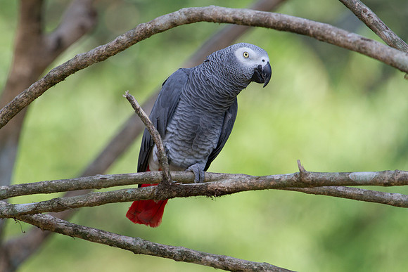 African grey parrot (Psittacus erithacus)