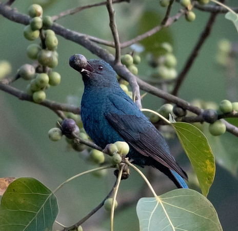 Asian fairy-bluebird (Irena puella) Female