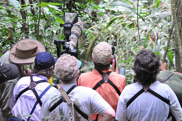 Birders