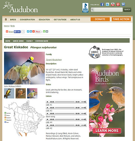 Audubon---Great-Kiskadee