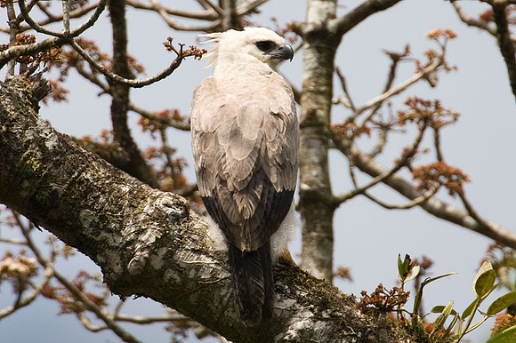 Harpy Eagle (Harpia harpyja) juvenile