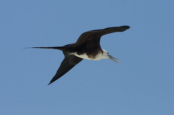 Magnificent Frigatebird (Fregata magnificens) female