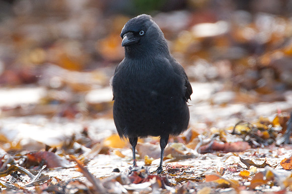 Western Jackdaw (Coloeus monedula) also known as Jackdaw, Eurasian Jackdaw, European Jackdaw