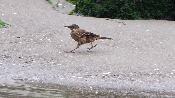 Surf Cinclodes (Cinclodes taczanowskii)