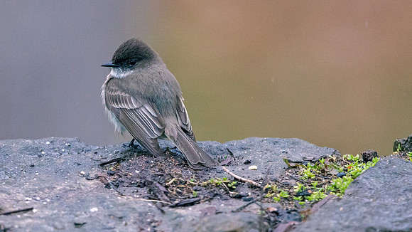 Eastern phoebe (Sayornis phoebe)