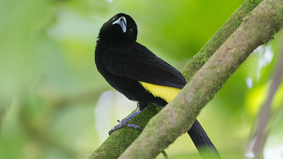 Lemon-rumped Tanager (Ramphocelus flammigerus)