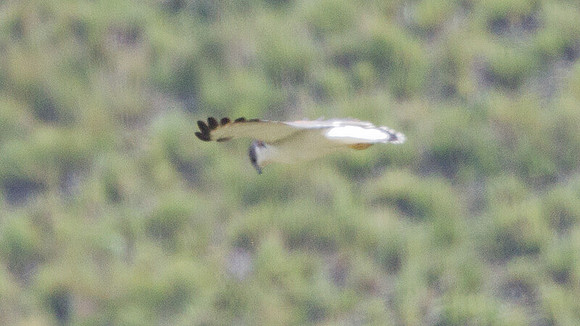 Variable Hawk (Buteo polyosoma)