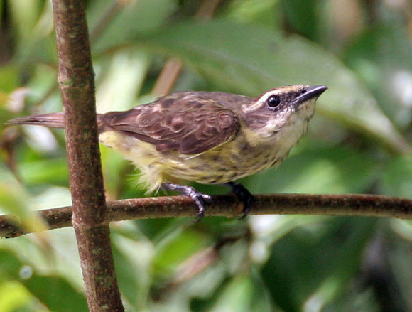 Sulphur-bellied Flycatcher (Myiodynastes luteiventris)