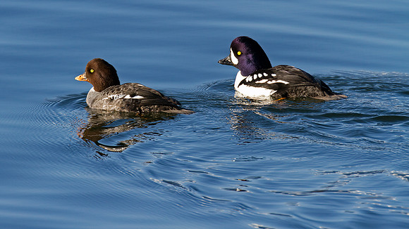 Barrow's Goldeneye (Bucephala islandica)