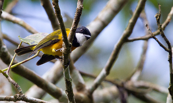 Golden Whistler (Pachycephala pectoralis) Male