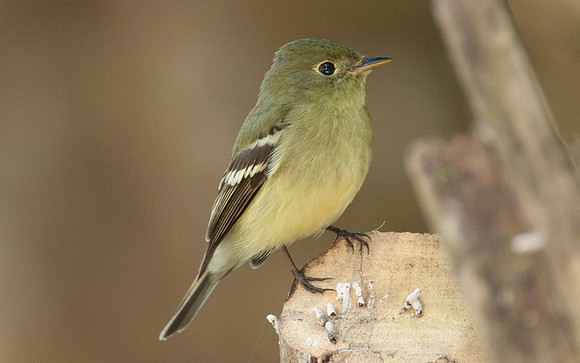 Yellow-bellied Flycatcher (Empidonax flaviventris)