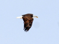 Bald Eagle (Haliaeetus leucocephalus)